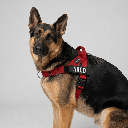 Katlyma Walk® – Pettorina antitiro