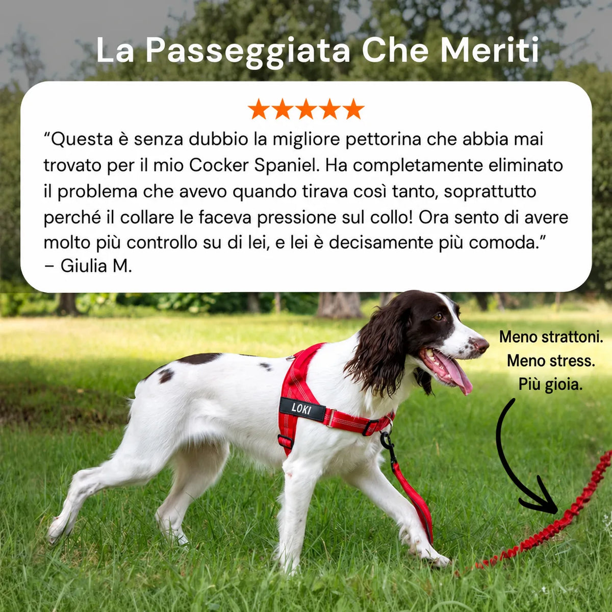 Cane che passeggia al guinzaglio indossando la pettorina antitiro Katlyma rossa