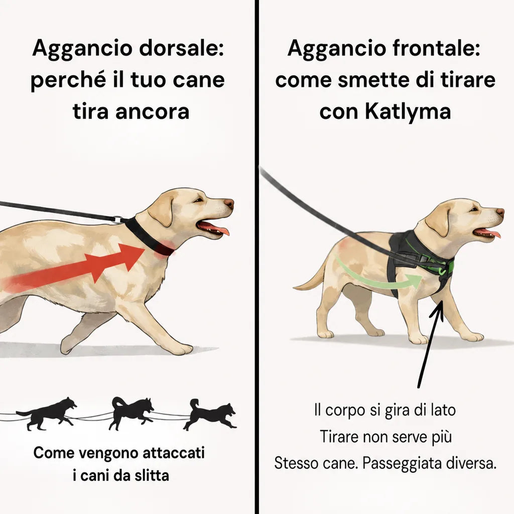Illustrazione del confronto tra aggancio dorsale e aggancio frontale su un cane che tira al guinzaglio