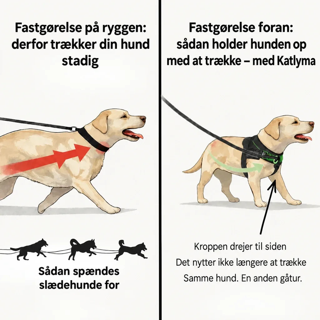 Illustration, der sammenligner fastgørelse på ryggen og fastgørelse foran på en hund, der trækker i snoren