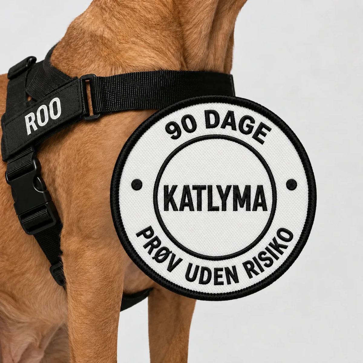 Hund i den sorte anti-træk-sele fra Katlyma med 90 dages risikofri prøveperiode
