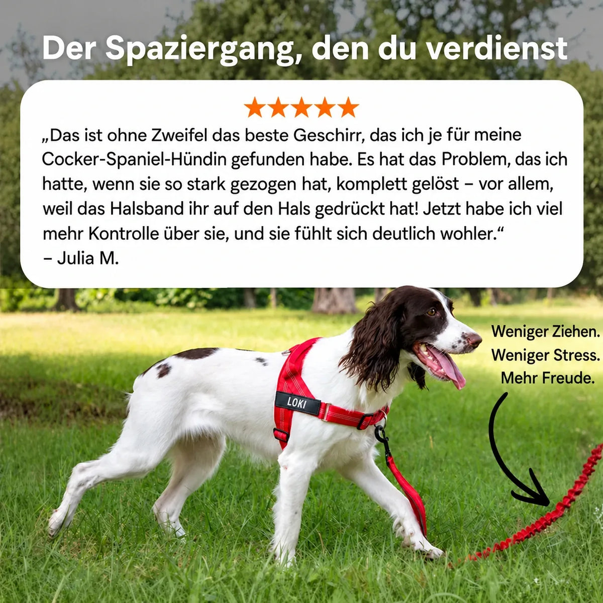 Hund beim Spaziergang an der Leine mit dem roten Katlyma Anti-Zug-Geschirr