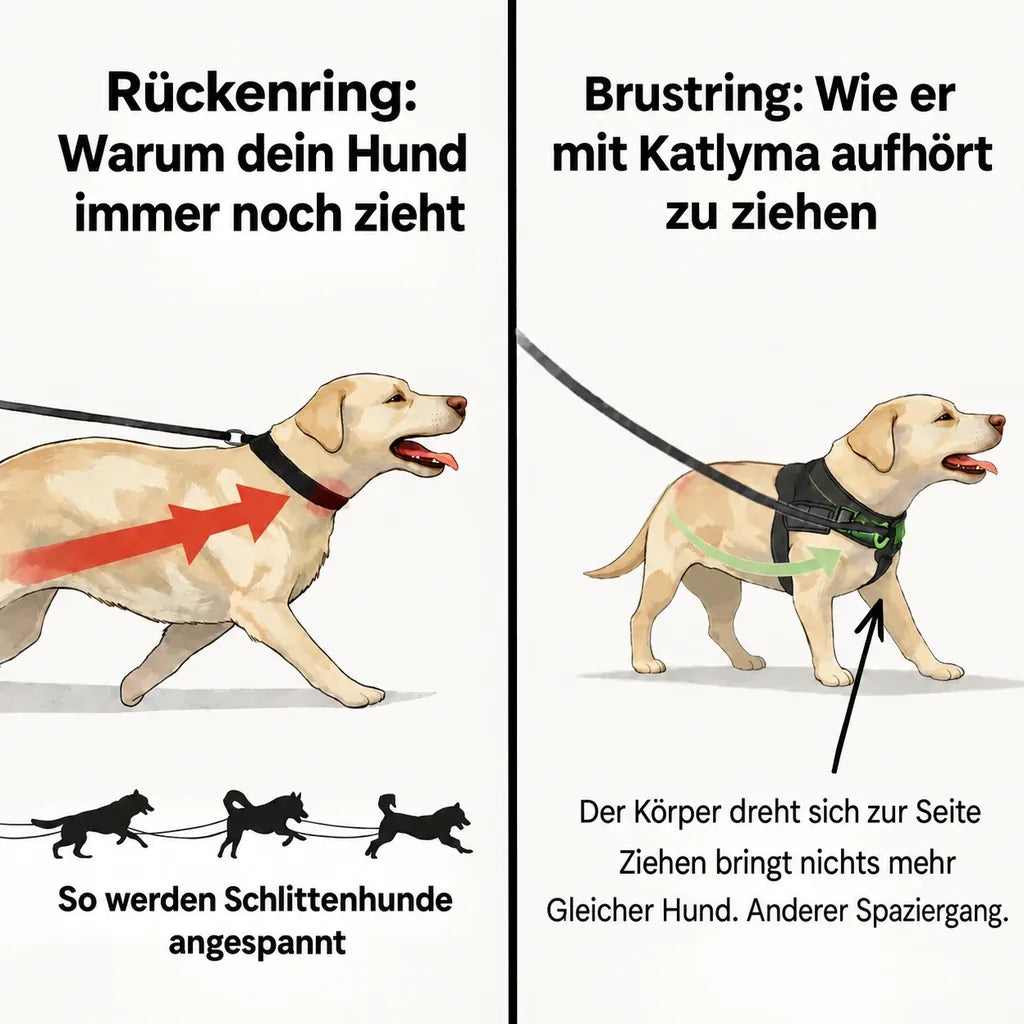 Illustration: Vergleich zwischen Rückenring und Brustring bei einem Hund, der an der Leine zieht