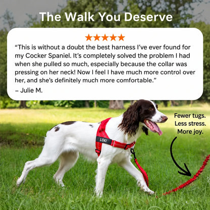 Dog out on a walk on a leash, wearing the red Katlyma no-pull harness