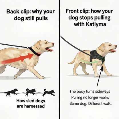 Illustration comparing a back clip and a front clip on a dog pulling on a leash