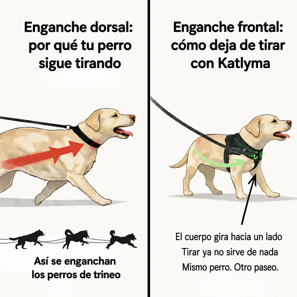 Ilustración que compara el enganche dorsal y el enganche frontal en un perro que tira de la correa