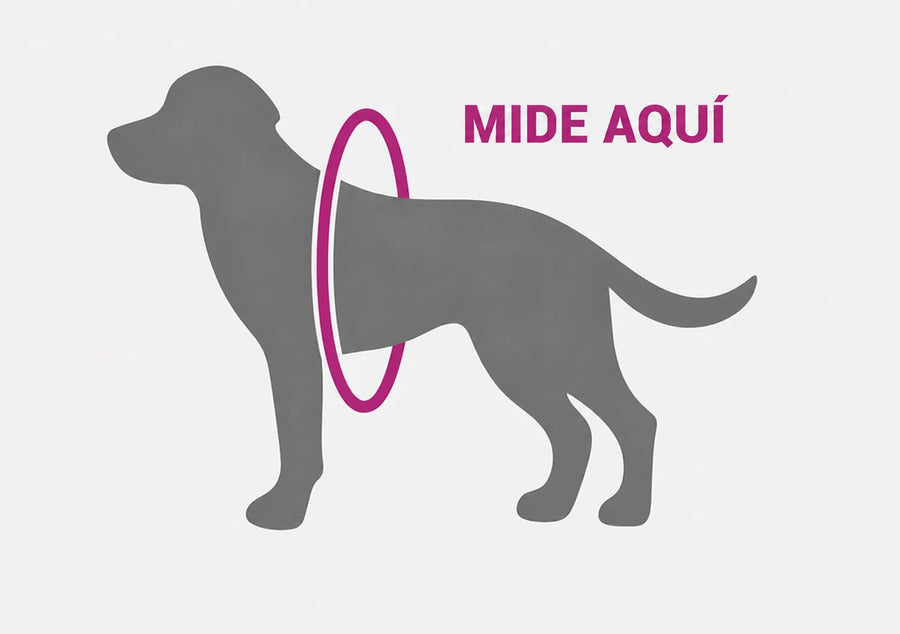 kat02-es-guide-tailles-01_dog