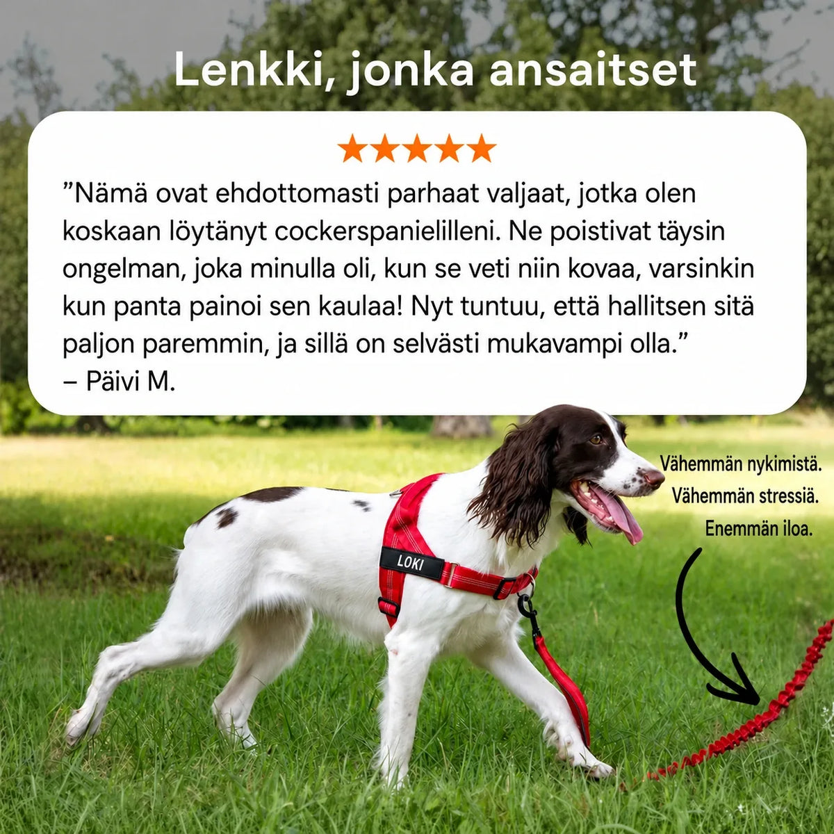 Koira lenkillä hihnassa punaisissa Katlyman vedonestovaljaissa
