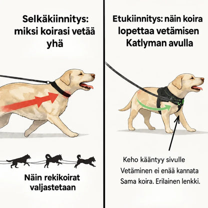 Kuvitus, jossa verrataan selkäkiinnitystä ja etukiinnitystä hihnassa vetävällä koiralla