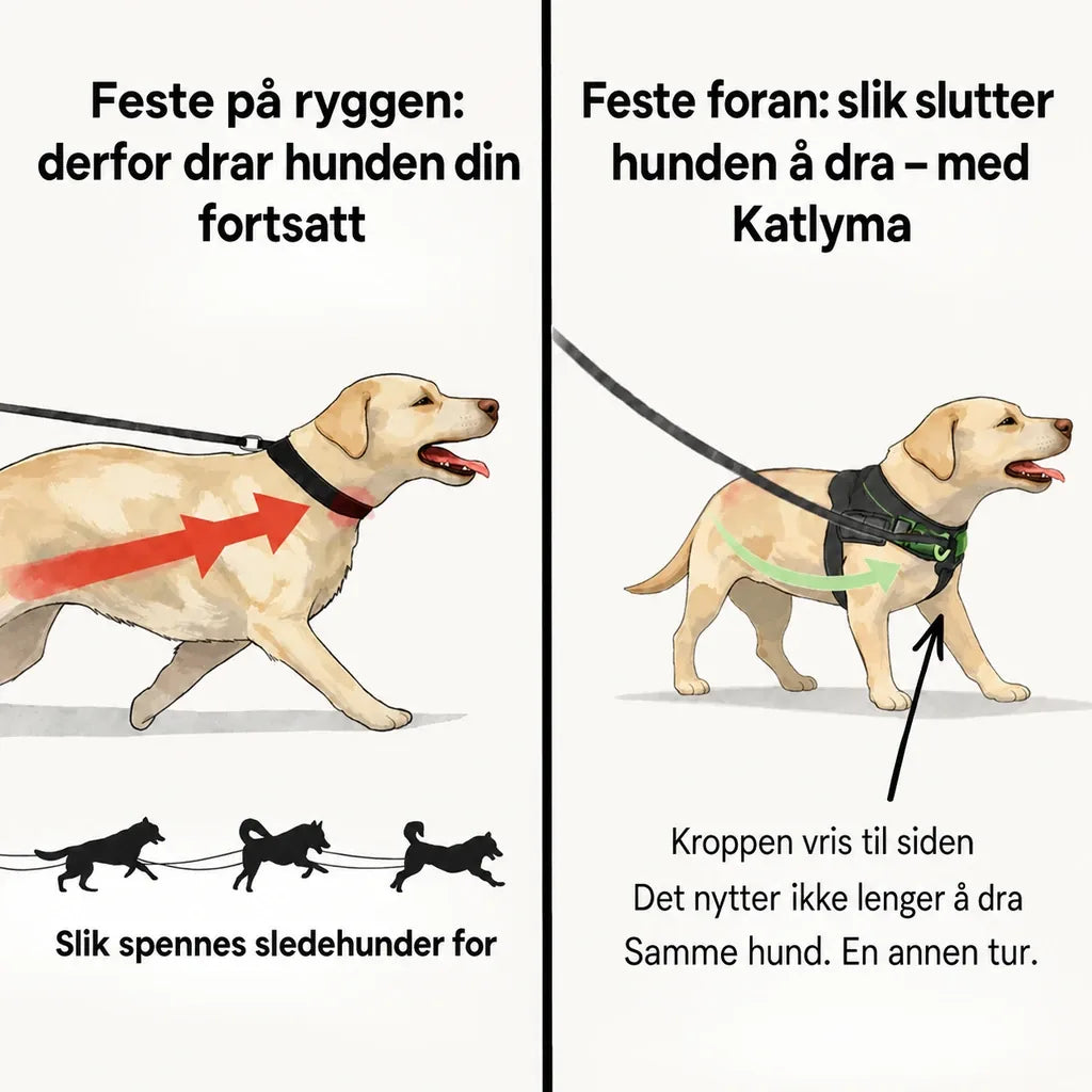 Illustrasjon som sammenligner feste på ryggen og feste foran på en hund som drar i båndet