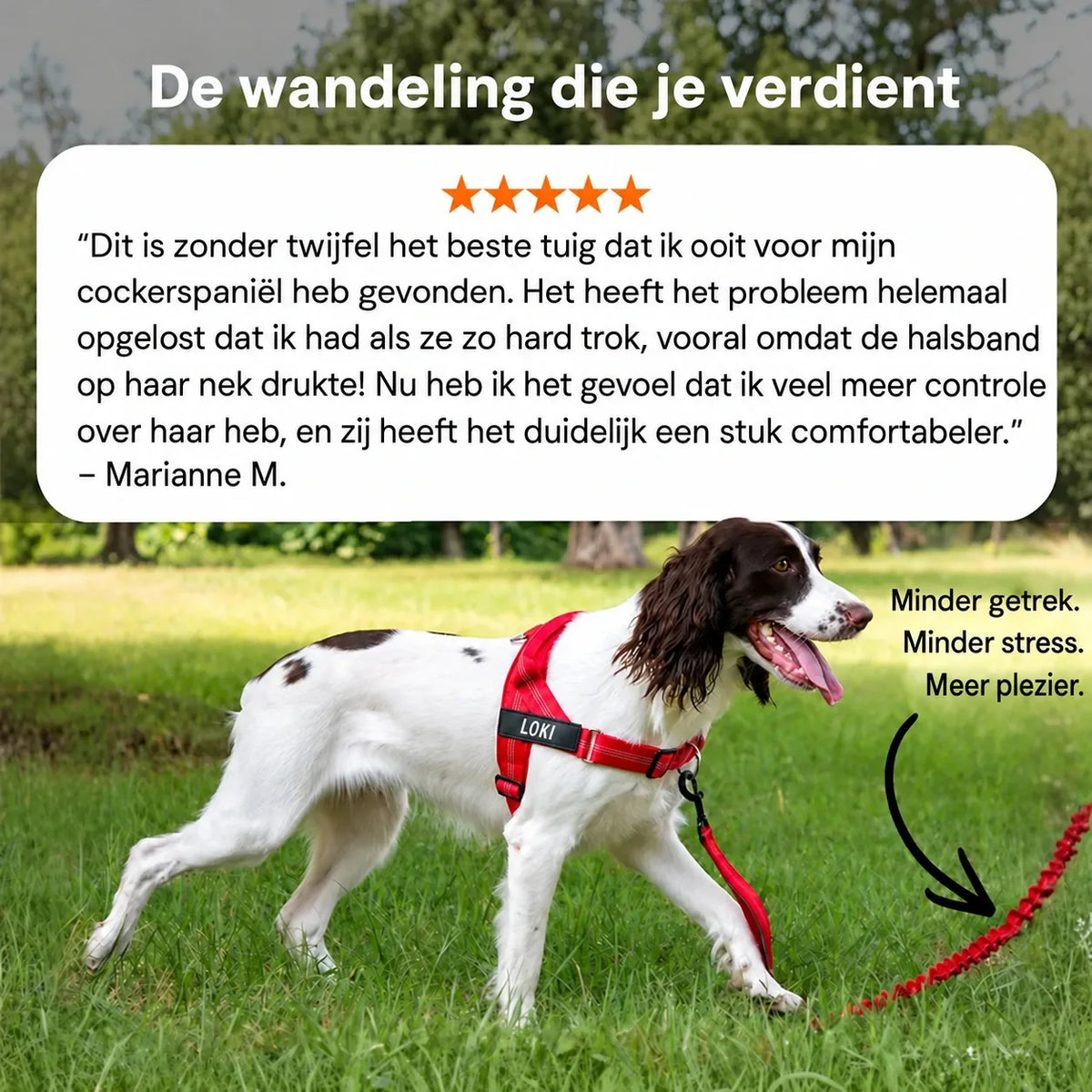 Hond die aan de lijn wandelt met het rode Katlyma anti-trektuig