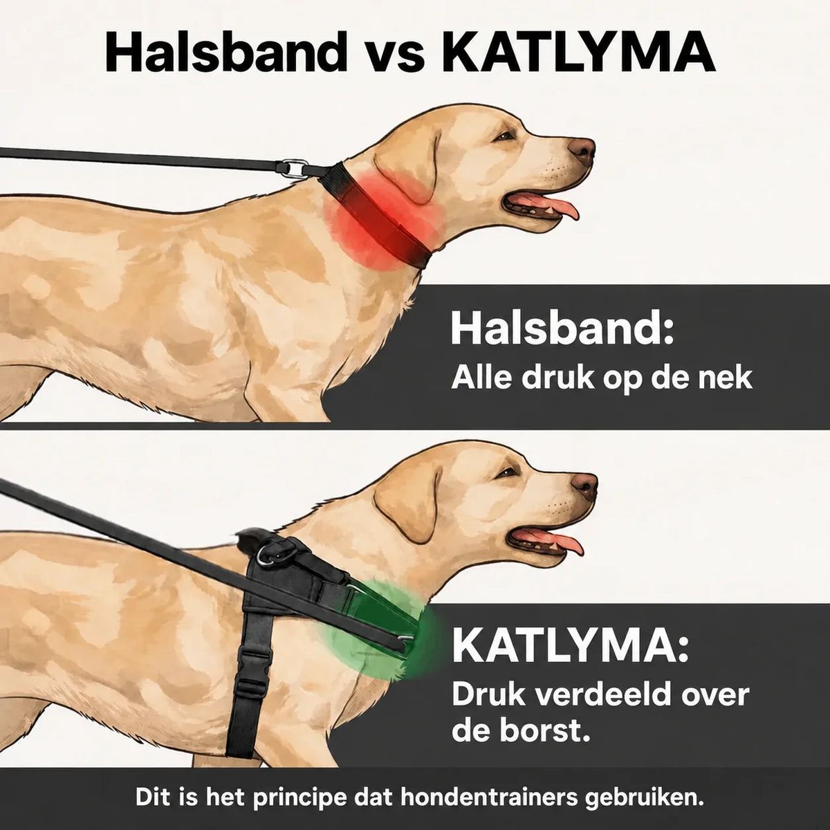 Illustratie van het verschil tussen een halsband en het Katlyma anti-trektuig: druk op de nek tegenover druk verdeeld over de borst