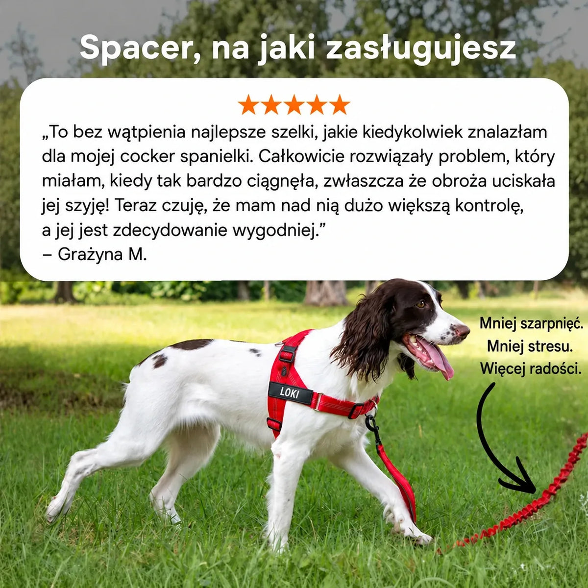 Pies na spacerze na smyczy w czerwonych szelkach bez ciągnięcia Katlyma