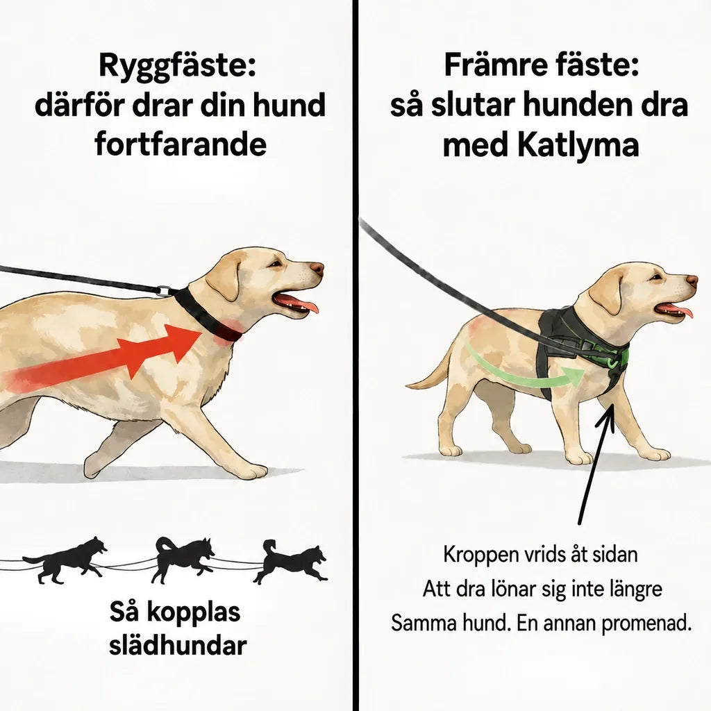 Illustration som jämför fäste på ryggen och främre fäste på en hund som drar i kopplet