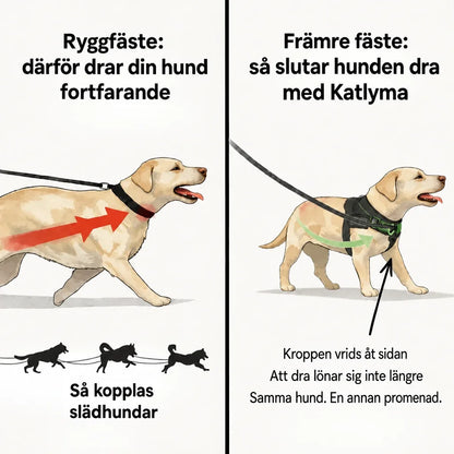 Illustration som jämför fäste på ryggen och främre fäste på en hund som drar i kopplet