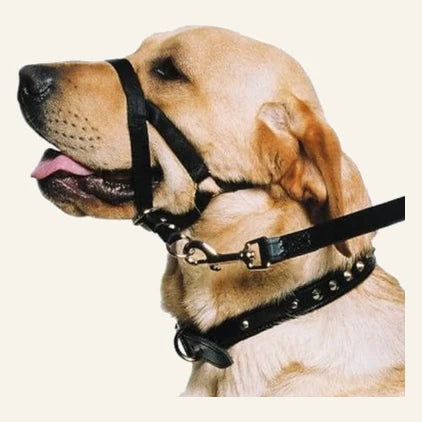 Testiera per cane